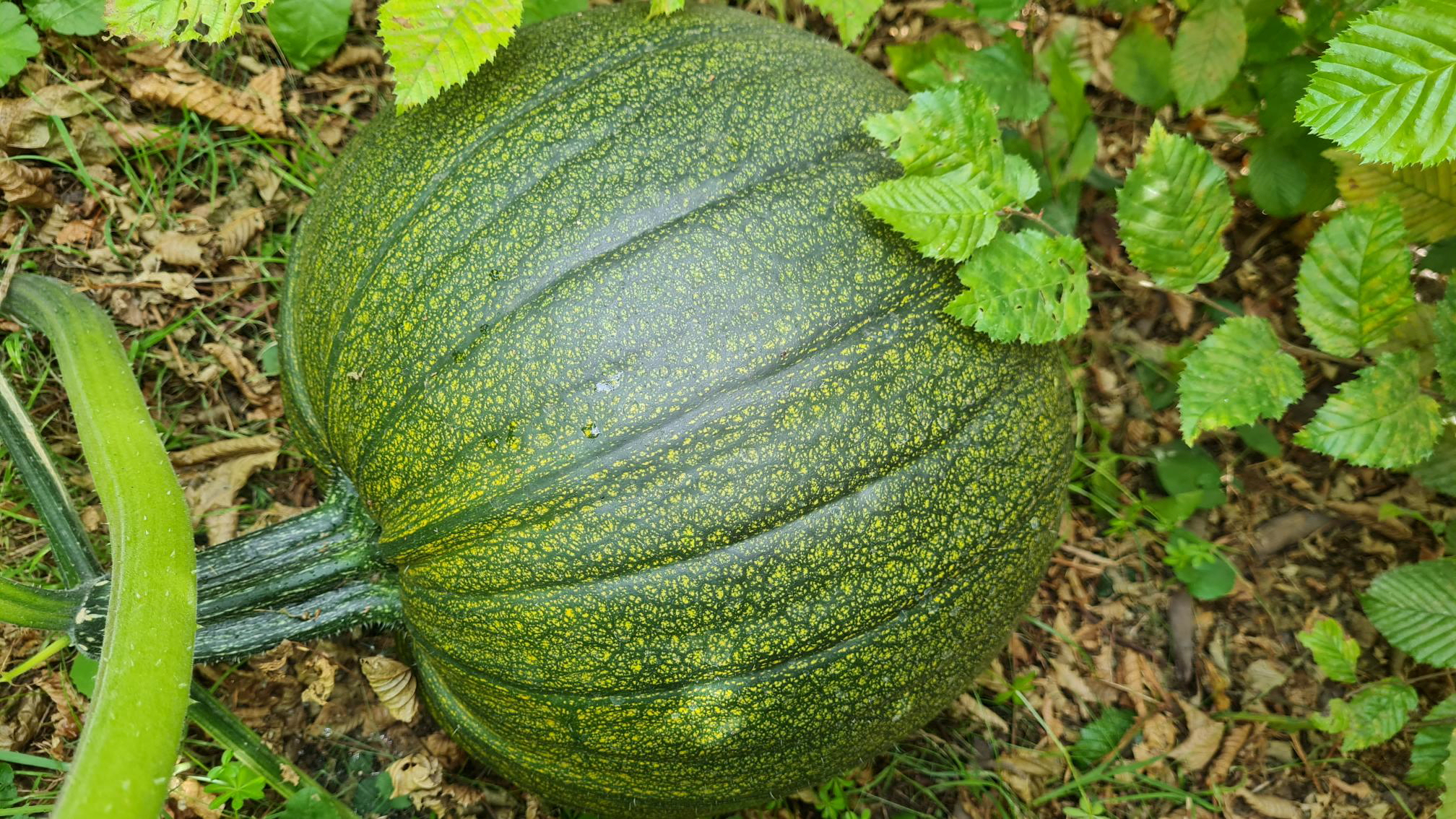 2025 schugaagkuebi 005 xxx